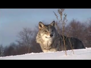 wild wolves playing in the snow